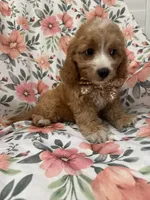 Colby , a male Cavapoo for sale in Merritt Island, FL – 4 of 10