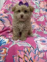 Lilly , a female Yorkipoo for sale in Merritt Island, FL – 9 of 10