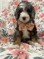 Slater , a male Bernedoodle for sale in Merritt Island, FL – 7 of 10