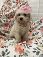 Lilly, a female Bichon Frise for sale in Merritt Island, FL – 8 of 9