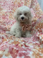 Remi , a male Maltipoo for sale in Merritt Island, FL – 7 of 8