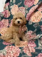 Oakley , a male Poodle - Miniature  for sale in Merritt Island, FL – 6 of 8