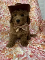 Oakley , a male Goldendoodle for sale in Merritt Island, FL – 3 of 10