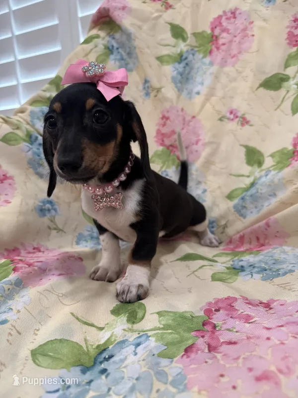 Lilly – Miniature Dachshund puppy for sale in Merritt Island, FL