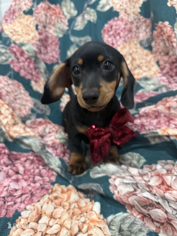 Frankie  – Miniature Dachshund puppy for sale in Merritt Island, FL