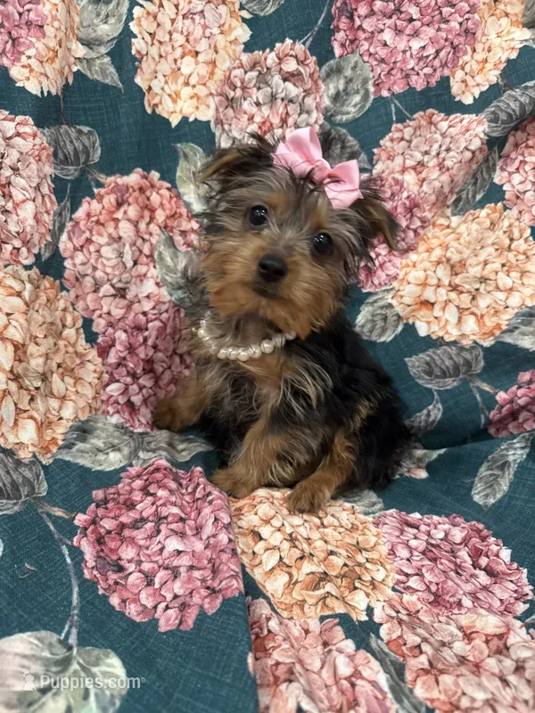 Violet  – Yorkshire Terrier puppy for sale in Merritt Island, FL