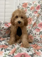 Cooper , a male Poodle - Miniature  for sale in Merritt Island, FL – 7 of 9