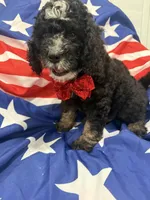 Pepper , a male Bernedoodle for sale in Merritt Island, FL – 7 of 8