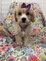 Callie , a female Cavapoo for sale in Merritt Island, FL – 6 of 10