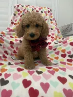 Jordan , a male Poodle - Miniature  for sale in Merritt Island, FL – 7 of 10
