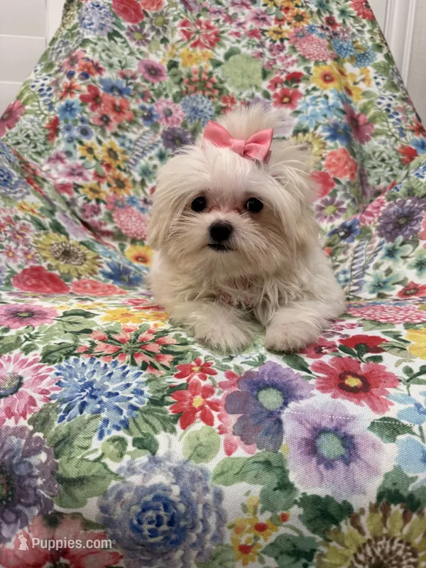 Lilly  – Mal Shi puppy for sale in Merritt Island, FL