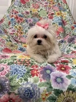 Lilly , a female Mal Shi for sale in Merritt Island, FL – 1 of 9