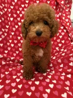 Cooper , a male Poodle - Miniature  for sale in Merritt Island, FL – 2 of 10