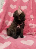 Bella , a female Shihpoo for sale in Merritt Island, FL – 8 of 8