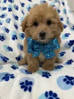 Oakley , a male Yorkipoo for sale in Merritt Island, FL – 3 of 7