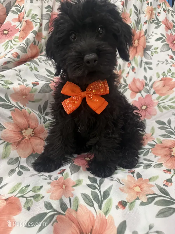 Inky  – Yorkipoo puppy for sale in Merritt Island, FL