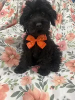 Inky , a male Yorkipoo for sale in Merritt Island, FL – 1 of 9