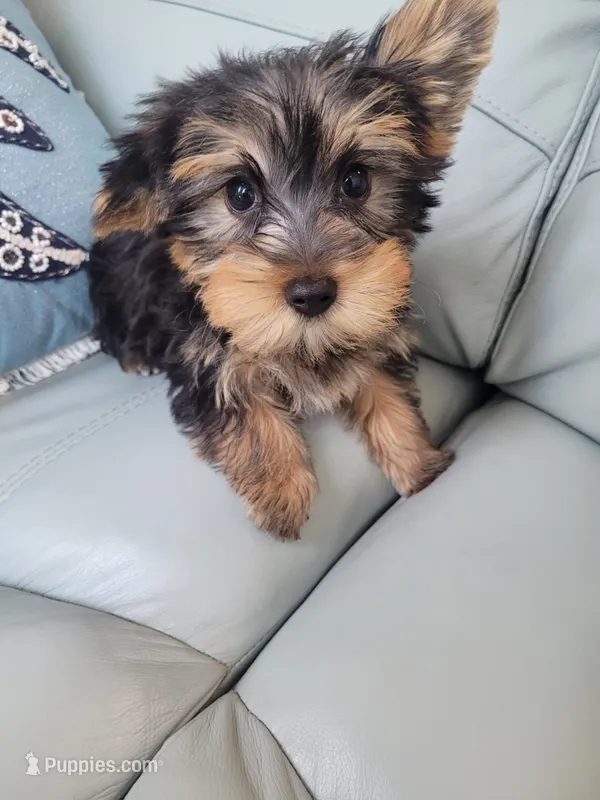 Noah  – Yorkshire Terrier puppy for sale in Merritt Island, FL