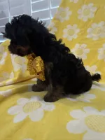 Zeus , a male Yorkipoo for sale in Merritt Island, FL – 2 of 8