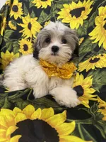 Maverick , a male Mal Shi for sale in Merritt Island, FL – 5 of 10