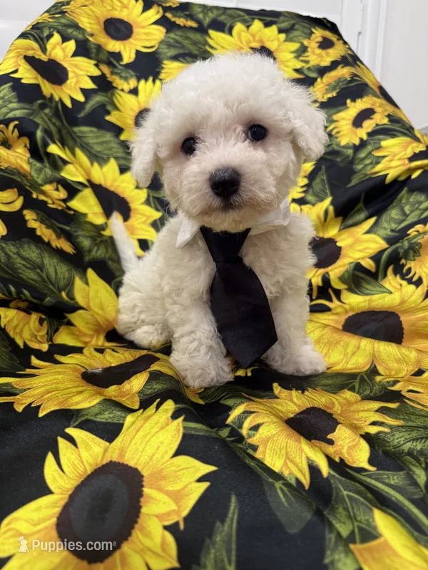 Milo  – Bichon Frise puppy for sale in Merritt Island, FL
