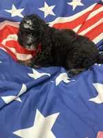 Pepper , a male Bernedoodle for sale in Merritt Island, FL – 8 of 8
