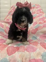 Bella , a female Bernedoodle for sale in Merritt Island, FL – 10 of 10