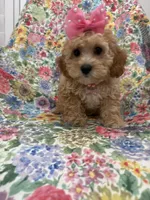 Marley , a female Cavapoo for sale in Merritt Island, FL – 4 of 10