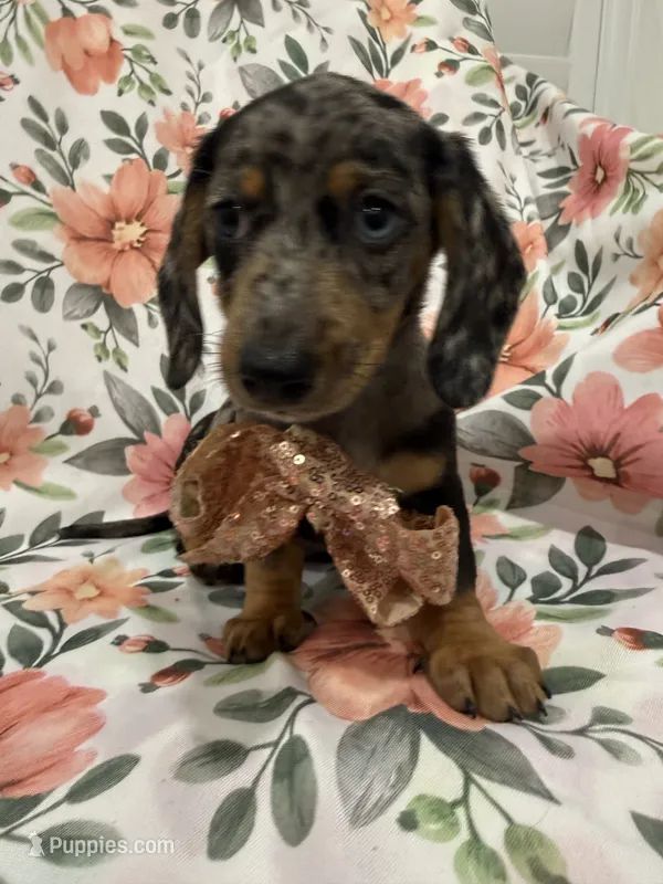 Sprinkles  – Miniature Dachshund puppy for sale in Merritt Island, FL