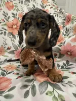 Sprinkles , a male Miniature Dachshund for sale in Merritt Island, FL – 1 of 9