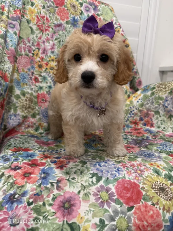 Callie  – Cavapoo puppy for sale in Merritt Island, FL