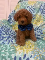 Riley , a male Poodle - Miniature  for sale in Merritt Island, FL – 10 of 10