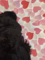 Hunter , a male Shihpoo for sale in Merritt Island, FL – 6 of 9