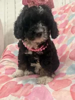 Bella , a female Bernedoodle for sale in Merritt Island, FL – 8 of 10