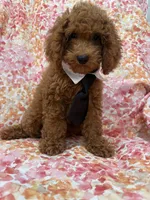 Riley , a male Poodle - Miniature  for sale in Merritt Island, FL – 8 of 10