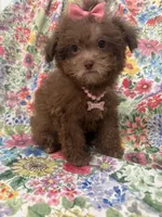 Lexi , a female Shihpoo for sale in Merritt Island, FL – 9 of 10