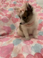 Pearl , a female Pomeranian for sale in Merritt Island, FL – 3 of 7