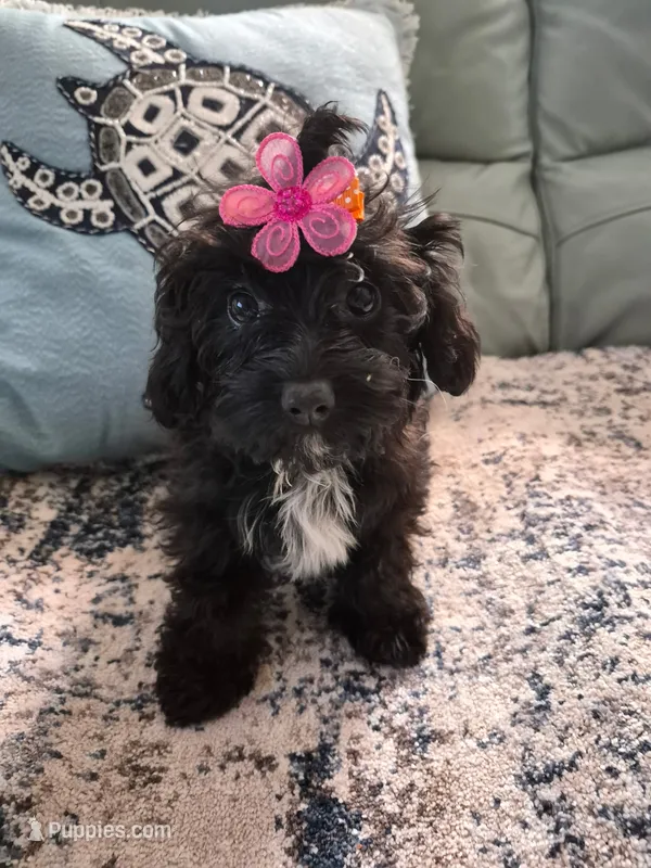 Daisy  – Poodle - Toy , Cavachon puppy for sale in Merritt Island, FL