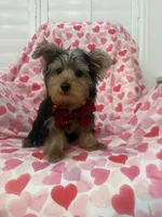 Cooper , a male Yorkshire Terrier for sale in Merritt Island, FL – 3 of 9