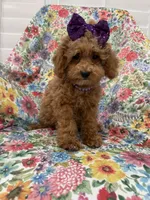 Violet , a female Poodle - Miniature  for sale in Merritt Island, FL – 8 of 10
