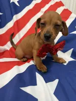 Tater Tot , a male Miniature Dachshund for sale in Merritt Island, FL – 5 of 9