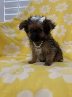 Lilly , a female Yorkipoo for sale in Merritt Island, FL – 5 of 9