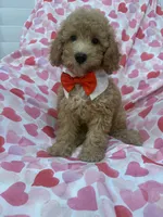 Simba , a male Poodle - Miniature  for sale in Merritt Island, FL – 7 of 10