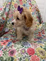 Callie , a female Cavapoo for sale in Merritt Island, FL – 5 of 10