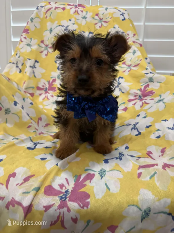 Tucker  – Yorkshire Terrier puppy for sale in Merritt Island, FL