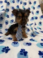 Tucker , a male Yorkshire Terrier for sale in Merritt Island, FL – Photo 6 of 7