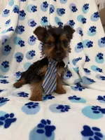 Tucker , a male Yorkshire Terrier for sale in Merritt Island, FL – Photo 4 of 7