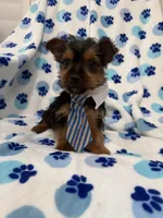 Tucker , a male Yorkshire Terrier for sale in Merritt Island, FL – Photo 5 of 7