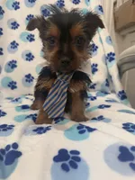 Tucker , a male Yorkshire Terrier for sale in Merritt Island, FL – Photo 2 of 7