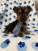 Tucker , a male Yorkshire Terrier for sale in Merritt Island, FL – Photo 3 of 7